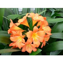 Clivia Miniata [Kafir Zambak]