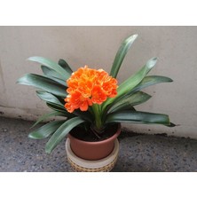 Clivia Miniata [Kafir Zambak]