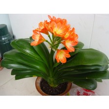 Clivia Miniata [Kafir Zambak]