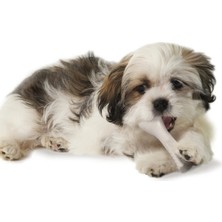 Petstages Deernhorn Geyik Boynuzlu Köpek Çiğneme Oyuncağı Xsmall
