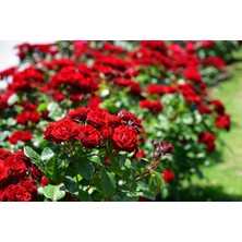 Tunç Botanik GÜL FİDANI 3 ADET -  KIRMIZI AŞILI YEDİVEREN BAHÇE GÜLÜ 30-40 cm