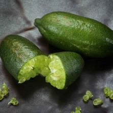 Finger Lime ( Özel Aşı Saksılı  Bodur Avustralya Parmak Limonu)