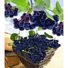 Aronia Melanocarpa NERO fidanı Tüplü 20-30 cm