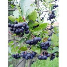 Aronia Melanocarpa NERO fidanı Tüplü 20-30 cm