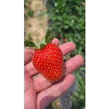 Ucuzluk Diyarı 200 Adet Orhun Çilek Fidesi Açık Kök Yeni Sezon