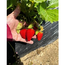 Ucuzluk Diyarı 500 Adet Festival Çilek Fidesi Açık Kök Yeni Sezon