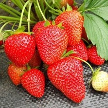 Ucuzluk Diyarı 150 Adet San Adreas Çilek Fidesi Açık Kök Yeni Sezon