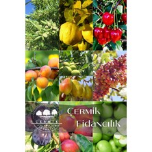 Çermik Fidancılık 10 Çeşit Karışık Aşılı Meyve Fidanı Paketi 3