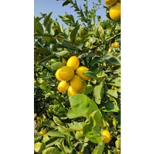 5 kg Çukurova Limonu Bol Sulu Ince Kabuk