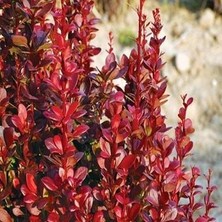 Isparta Gülü Berberis x Ottawensis Superba, Bordo Hanım Tuzluğu Fidanı 40-60 cm