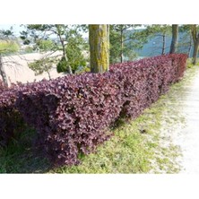 Isparta Gülü Berberis x Ottawensis Superba, Bordo Hanım Tuzluğu Fidanı 40-60 cm