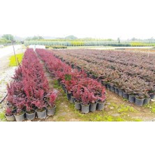 Isparta Gülü Berberis x Ottawensis Superba, Bordo Hanım Tuzluğu Fidanı 40-60 cm