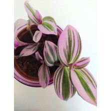 Isparta Gülü Pembe Telgraf Çiçeği Nanouk Telgraf Çiçeği Tradescantia Nanouk 9 Cm'lik Saksıda