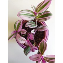 Isparta Gülü Pembe Telgraf Çiçeği Nanouk Telgraf Çiçeği Tradescantia Nanouk 9 Cm'lik Saksıda