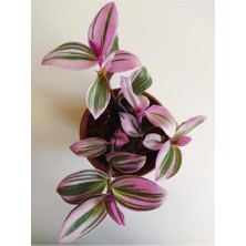 Isparta Gülü Pembe Telgraf Çiçeği Nanouk Telgraf Çiçeği Tradescantia Nanouk 9 Cm'lik Saksıda