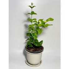 Serada Decor Plant Videolu Ful Yasemin Fidanı Kokulu ( 40-60 Cm) 1 Adet Dış Mekan Jasminum Sambac Maid Of Orleans