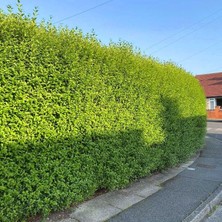 Tunç Botanik Ligustrum Kurtbağrı 100-120 cm - Çit Bitkisi (Büyük Boy)