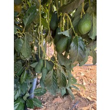 AvoGarden Taze Avokado 10'lu Paket - 200 - 250 gr