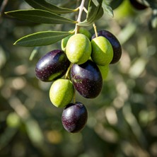 Fidan Sepetim 2 Yaş Gemlik Trilye Sofralık Zeytin Fidanı