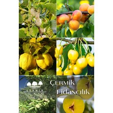 Çermik Fidancılık 6 Çeşit Karışık Meyve Fidan - Dut - Kayısı - Ayva - Sarı Kiraz - Badem ve İncir
