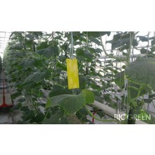 Biogreen 10 Cm X 25 Cm Sarı Yapışkan Tuzak