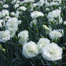 TNC Garden Groups Çin Karanfili – Dianthus Sinensis - Beyaz 5 Adet