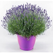 Lavanta – Lavandula Angustifolia