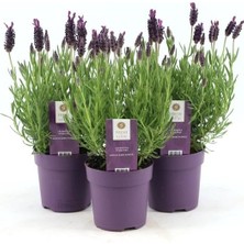 Lavanta – Lavandula Angustifolia