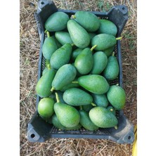 Has Organik Avokado 1 kg Büyük Boy 240 gr ve Üzeri