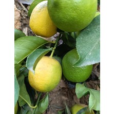 Has Organik Limon 1 kg Dalından Taze Hasat