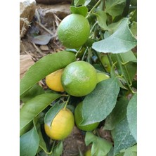 Has Organik Limon 1 kg Dalından Taze Hasat