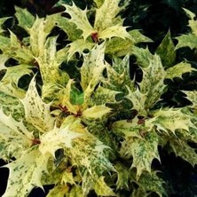 Bahçevilya Osmanthus Heterophyllus Alacalı Fidan Çalı 1-2 Yaş Arası 20 - 40 cm