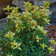 Bahçevilya Osmanthus Heterophyllus Alacalı Fidan Çalı 1-2 Yaş Arası 20 - 40 cm