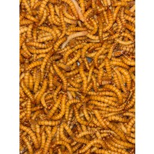 Mealworn 100 Adet Akvaryum Balığı Yemi ve Kanatlı Yemi(Unkurdu)