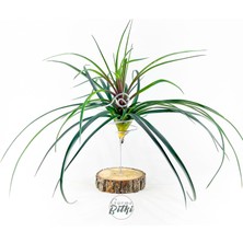 Gurme Bitki Tillandsia Cyanea (Xl) - Dekoratif Standı Ile Büyük Boy Hava Bitkisi Çiçeği Airplant