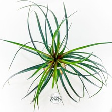 Gurme Bitki Tillandsia Cyanea (Xl) - Dekoratif Standı Ile Büyük Boy Hava Bitkisi Çiçeği Airplant