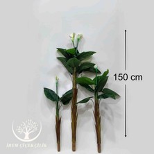 3'lü Gala Yaprağı (Saksısız) - Premium