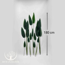 17'li Starliçe Yaprağı (Saksısız) - Premium