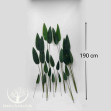 24'lü Starliçe Yaprağı (Saksısız) - Premium