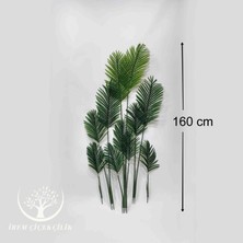 11'li Tusem Areka Yaprağı (Saksısız) - Premium