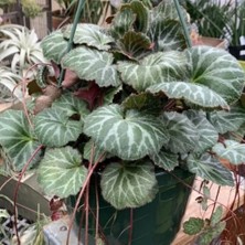 Gelin Teli Çiçeği – Begonia Saxifraga (Askılı Saksıda)