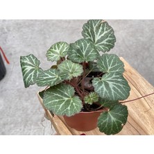 Gelin Teli Çiçeği – Begonia Saxifraga (Askılı Saksıda)