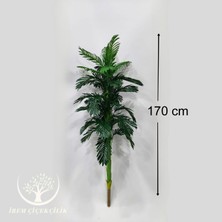 32'li Yeni Areka Yaprağı (Saksısız) - Premium