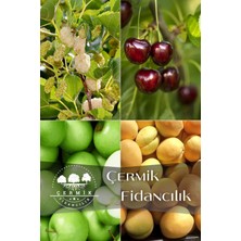 Çermik Fidancılık 4 Çeşit Karışık Meyve Fidanı Dut , Kiraz , Yeşil Elma  ve  Kayısı