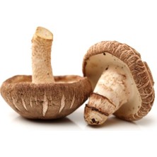 Tohumcu Kikizade Shitake Mantarı Tohumu 100 Gram 2 Adet Ekim Torbası