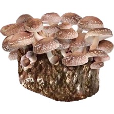 Tohumcu Kikizade Shitake Mantarı Tohumu 100 Gram 2 Adet Ekim Torbası