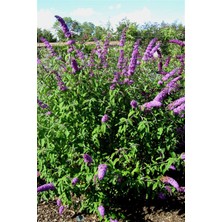 Doğaşık 1-2 Yaş Arası Mor Kelebek Çalısı Fidanı - Kelebek Çeken Zarif Çiçekler