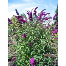 Doğaşık 1-2 Yaş Arası Tüplü Mor Kelebek Çalısı (Buddleja Davidii 'butterfly Candy Little Purple') - Zarif Mor Çiçekler ve Kelebek Cazibesi