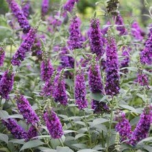 Doğaşık 1-2 Yaş Arası Tüplü Mor Kelebek Çalısı (Buddleja Davidii 'butterfly Candy Little Purple') - Zarif Mor Çiçekler ve Kelebek Cazibesi