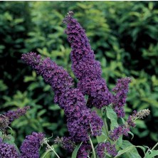 Doğaşık 1-2 Yaş Arası Tüplü Mor Kelebek Çalısı (Buddleja Davidii 'butterfly Candy Little Purple') - Zarif Mor Çiçekler ve Kelebek Cazibesi